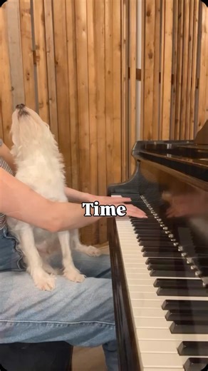 Kara Mehrmann | Way Back Wednesday. 2023 edition. Bradford in his cinematic era. 🎥 . . . #time #hanszimmer #dogsofinstagram #pianocover #inception | Instagram