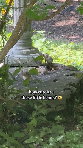 Baby chipmunks emerging from burrow 🥹 #cutenessoverload