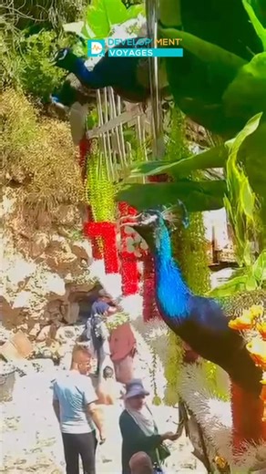 🇩🇿 Bejaia connue aussi par ses surnoms perle de l’Afrique ou encore Bougie est une ville algérienne qui se trouve en Kabylie. Avec ses paysages et reliefs, son littoral pittoresques, sa faune et sa flore mais aussi sa culture, sa gastronomie, son héritage islamique et scientifique elle est un passage obligé… et très apprécié. Vous aurez l’occasion de la visiter et d’en profiter lors de nos circuits ci-dessous : - l’est algérien pendant les vacances d’avril 2026 - beautés du littoral algérien e