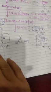 The division of primary oocyte results in:... | Filo