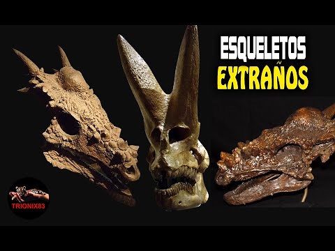 Huesos de Animales Prehistóricos (Descubre los esqueletos mas increíbles)