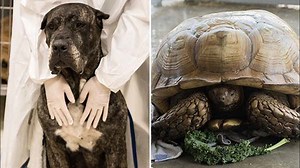 3 mastiffs, 4 giant tortoises rescued from 'deplorable conditions' after standoff at hoarder's house