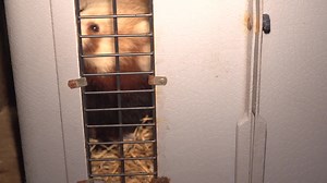 1K views · 21 reactions | RED PANDA'S RULE - EPISODE 2 OF ZOO TV IS...