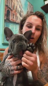 Britain Hart on Instagram: "#britainhartdiary #entry23 #livejournal #harttoheart Ahhh a little lack luster today- rainy and cold Ugh just makes you want to sit inside all day BUT when you have 3 frenchies - can’t be that bad - so guest speaker #whereispolo he’s growing so big and his personality is so fierce yet funny - we call him a gremlin all the time and actually down at #henneberyhills we got a special gremlin ornament just for him 😂"