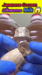 127K views · 73 reactions | Japanese Cocoon Milk Extraction #cacoon #silkworm #insects #wildlife | Shopping DEALS | Facebook
