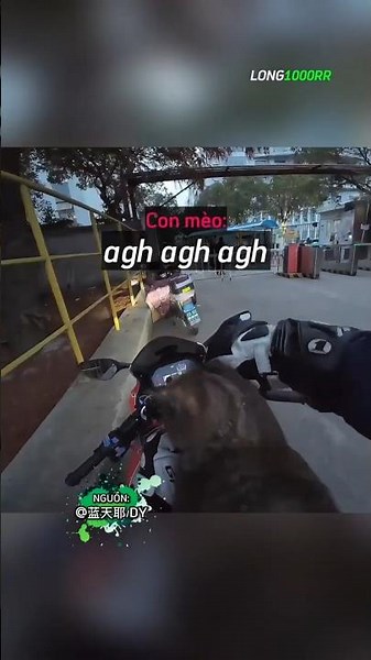 Biker Đồng Ý Nhận Nuôi Mèo Hoang Nhưng Với Một Điều Kiện 🐈 😂