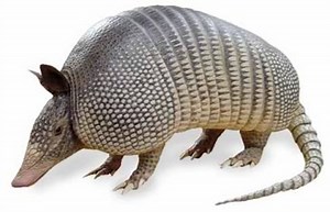 Armadillo -- Official Mascot of Texas