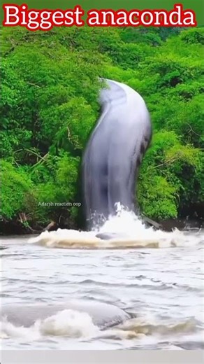 Biggest Anaconda Snake Ever Found 😱🐍 | Snake Facts #shorts