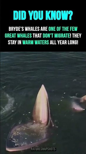 That's a mouthful 🐋 || #animals #nature #facts