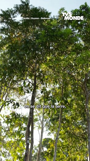 🇬🇫 En Guyane, la culture sur brûlis est une pratique agricole ancestrale amérindienne, transmise de génération en génération. Elle permet de nourrir la terre naturellement tout en respectant son cycle de repos et de régénération 🌱 🔥 Pour en savoir plus sur l'abattis-brûlis, c'est par ici : https://voyage.tv5monde.com/les-abattis-en-guyane-un-combat-pour-la-terre-et-la-culture-des-kalina #enterreeindigene #guyane #Bellevue | TV5MONDE