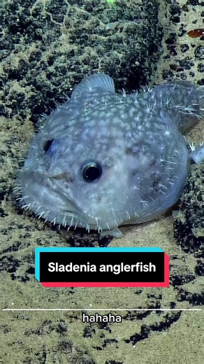 OET’s #CorpsofExploration came across this especially grumpy-looking #Sladenia #anglerfish while exploring the deep ocean within the Bikar and Bokak National Marine Sanctuary of the #MarshallIslands. Using #ROVHercules, we examined this fish at over 1,000 meters (3,280 feet) deep on a ridge's slope, in the first exploration of this protected region's depths. This fish’s facial expressions enthralled our team as they observed it in its natural habitat on the seafloor. Sladenia anglerfish are “sit