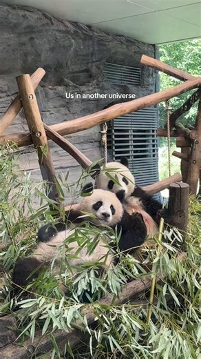 Berlin Zoo pandas: us in another universe