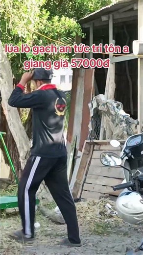 28 tháng 3, 2026 lúa lò gạch an tức trí tôn an giang