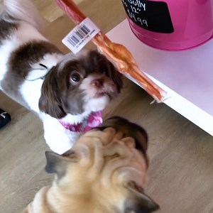 Start your pet grooming franchise with Woof Gang Bakery & Grooming. Receive world-class training & expert support throughout your franchise journey. Contact us. | WOOF GANG BAKERY