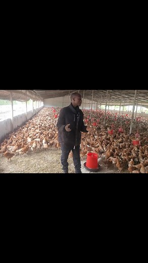 2.7K views · 83 reactions | Part 1 of our 11 000 chicken layers #farmingbusinessideas | KAYS GREEN WORLD FARM | Facebook