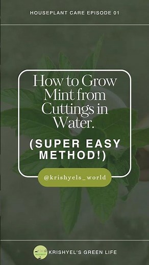 How To Grow Mint Cuttings in Water - A Complete Guide