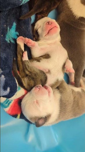 🍄🐢💤Post “power-up” (aka a full belly of milk 🍼), Koopa and Toad have officially entered nap mode 😴