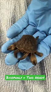 36K views · 512 reactions | Two-Headed Turtle with Six Legs! #bravewilderness #nature #wildlife #Turtles | Brave Wilderness | Facebook
