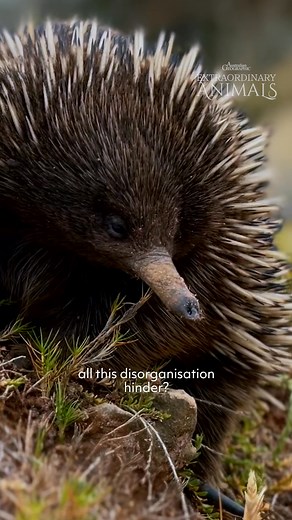 We’re crowning echidna babies with the honour of having the cutest name ever: puggles 🥺 An echidna only lays one egg at a time. When hatched, the little baby puggle feeds on milk secreted from patches in their mother’s pouch. Turns out echidnas are absolutely adorable at any age! 📺: Australian Geographic Extraordinary Animals is now airing on NITV on Sunday nights at 7.30pm. Episodes are available to stream for free on SBS On Demand at https://ausgeo.co/extraordinaryanimals #ausgeo #extraordin