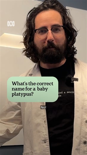 Are baby platypuses really "puggles"? 🎤 Environment reporter Peter De Kruijff. 📰 Read the full story on the ABC News app via the link in bio. #Platypus #Puggle #BabyAnimals | ABC Science