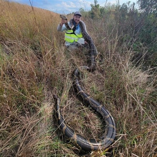 Removal of extra large (giant!) python highlights November competition
