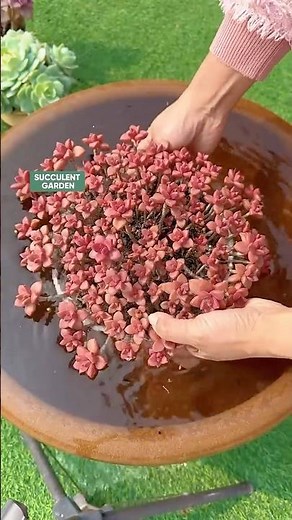 How to Use the "Soak and Dry" Method for Succulents 💦