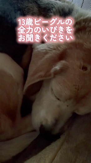 【ASMR】13歳ビーグルのいびきが、もはや人間のおじさんｗ #シニア犬 #ビーグル #13歳 #beagle #犬 #ショート #dog #beagles #dogs #おすすめ #asmr