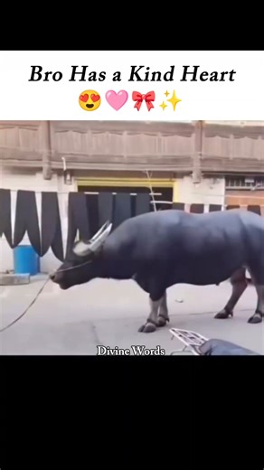 Bro Has a Kind Heart 🎀✨ #kindheart #pookie #cuteshorts #cutest #moments