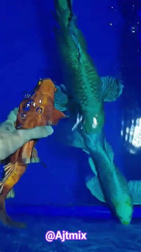 😱 Giant Golden Koi Fish Collection 🐟 Biggest Premium Koi Fish Ever | Amazing Aquarium Fish #koifish