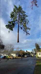 Monkeyman's Tree Service safely removed a compromised Douglas-fir tree in Portland, Oregon