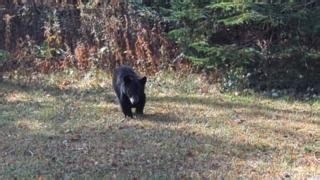 "Growing up where nature dominates, I learned a few simple rules: respect wildlife, admire from a distance, let nature take its course." But what happens when a 20-pound baby bear shows up at your house? https://www.adirondackexplorer.org/stories/orphaned-baby-black-bear-cub-rescue-story | Adirondack Explorer