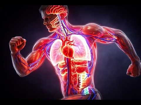 What Happens Inside Your Body When You Exercise
