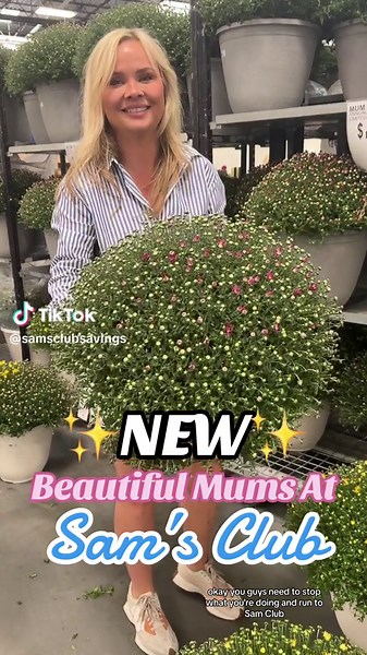 NEW at Sam’s Club! Large, beautiful mums! I spotted them yesterday in club and grabbed a few for myself! They are just $17.87 each and they come in a nice container. Find them now at Sam’s Club! @Sam’s Club For more Sam’s Club Finds follow us on Instagram! @samsclubsimplesavings #samsclub #samsclubfind #samsclubfinds #samsclubmusthaves #samsclubhaul #letsgoclubbing #comeshopwithme #comeshoppingwithme #mums #mumsoftiktok #flower #flowers