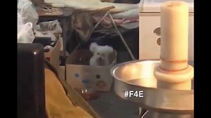 22K views · 175 reactions | When your dog knows good music. | Freestyle4Ever.com | Facebook