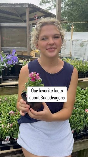 Needmore Farms | Gardening, and DIY on Instagram: "Snapdragons are a fall must! 🍂🌸 #fall #garden #gardening #needmorefarms #gardentips #flowers #gardeningtips #fallgarden"