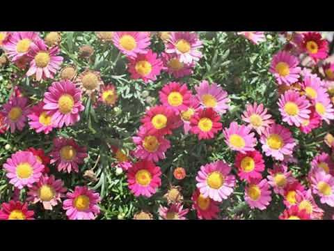 How to Grow Marguerite Daisy