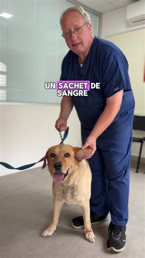 Otitis y Otohematomas.Homero❤️ Labrador. #Labrador #labradores #medicinaveterinaria