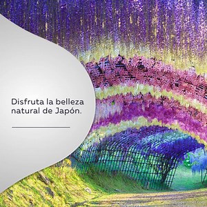 10K views · 151 reactions | ¿Eres fan de los colores y la naturaleza? Viaja a Japón y conoce los increíbles árboles de Wisteria. Maravíllate con sus enredaderas en cascada que crean perfectas escenas pintorescas que parecen pertenecer a las páginas de un cuento de hadas. | Diners Club del Ecuador | Facebook