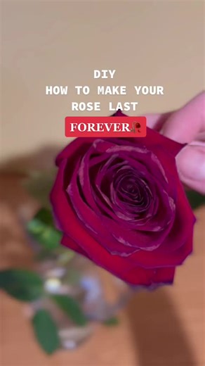 How to Dry Rose Petals in the Oven for Lasting Memories 🌹