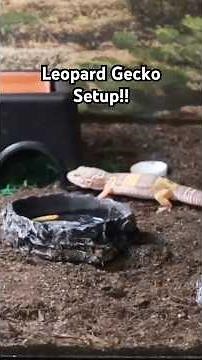 Leopard Gecko Setup in Easy Steps!! 🦎 #gecko #reptiles #lizard