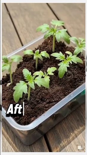 Tomato Growing & Harvesting Technique at Home | Complete Guide for Beginners 🍅
