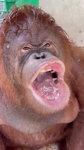Hilarious Ape Antics Laugh Out Loud Moments