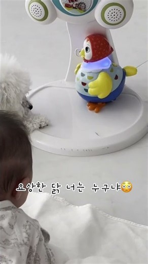국민장난감 꼬꼬맘과의 신경전🔥#국민장난감 #꼬꼬맘 #국민닭 #육아 #강아지 #반려견 #강아지일상 #반려동물 #강아지브이로그 #비숑