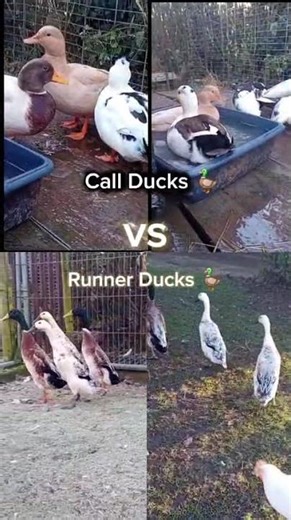 Runner Ducks vs Call Ducks 🦆🥚 Who’s the Better Egg Layer?