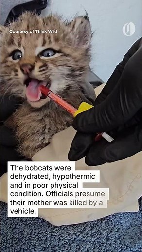 Orphaned bobcat kittens rescued in Oregon return to the wild