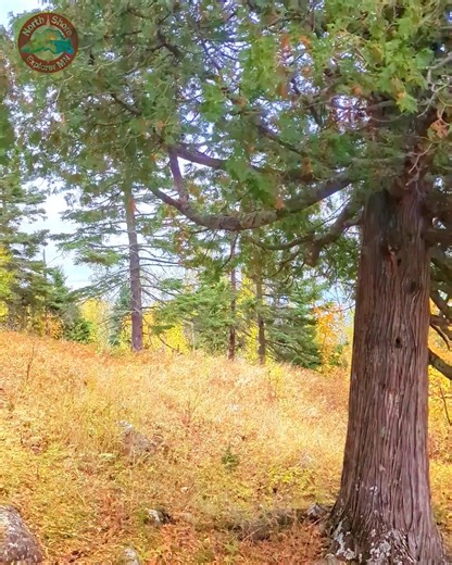 These waves 😍! Aren’t they mesmerizing?! At Tettegouche State Park there are trails that lead you to some spectacular cliffs with views like this. In mid-October the birch and aspen are glowing golden by the Lake Superior shore! Tettegouche State Park is the most spectacular of all of the Minnesota State Parks on the North Shore (IMO)! In addition to the cliffs, you can experience the Baptism River and its 4 waterfalls. Just a short jaunt from the visitor center you can hike down to the mouth o