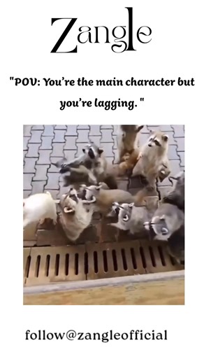 zangle on Instagram: "This rare clip features a stunning albino raccoon with snow-white fur and pink eyes. Unlike his dark-masked siblings, this little guy lacks melanin, a truly rare genetic trait. The video highlights his "laggy" personality, caused by natural vision sensitivities. Because he lacks depth perception, he moves with a hesitant, clumsy, and adorable charm. While his family darts into the shadows, he meanders at a much slower, thoughtful pace. #albinoraccoon #rareanimals #natureisa