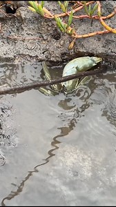 309K views · 4.6K reactions | Fishing for Giant Mud Crabs | The...