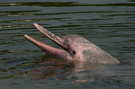 The Pink River Dolphin of the Amazon