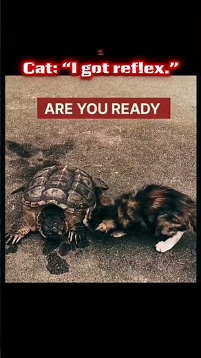 Turtle speed vs cat reflex — who wins?” 🐢🐈💨 #FunnyAnimals #Shorts #animals #cat #turtle #catvsturtle